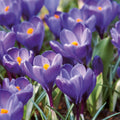 Løglasagne 'Primrose Hill'