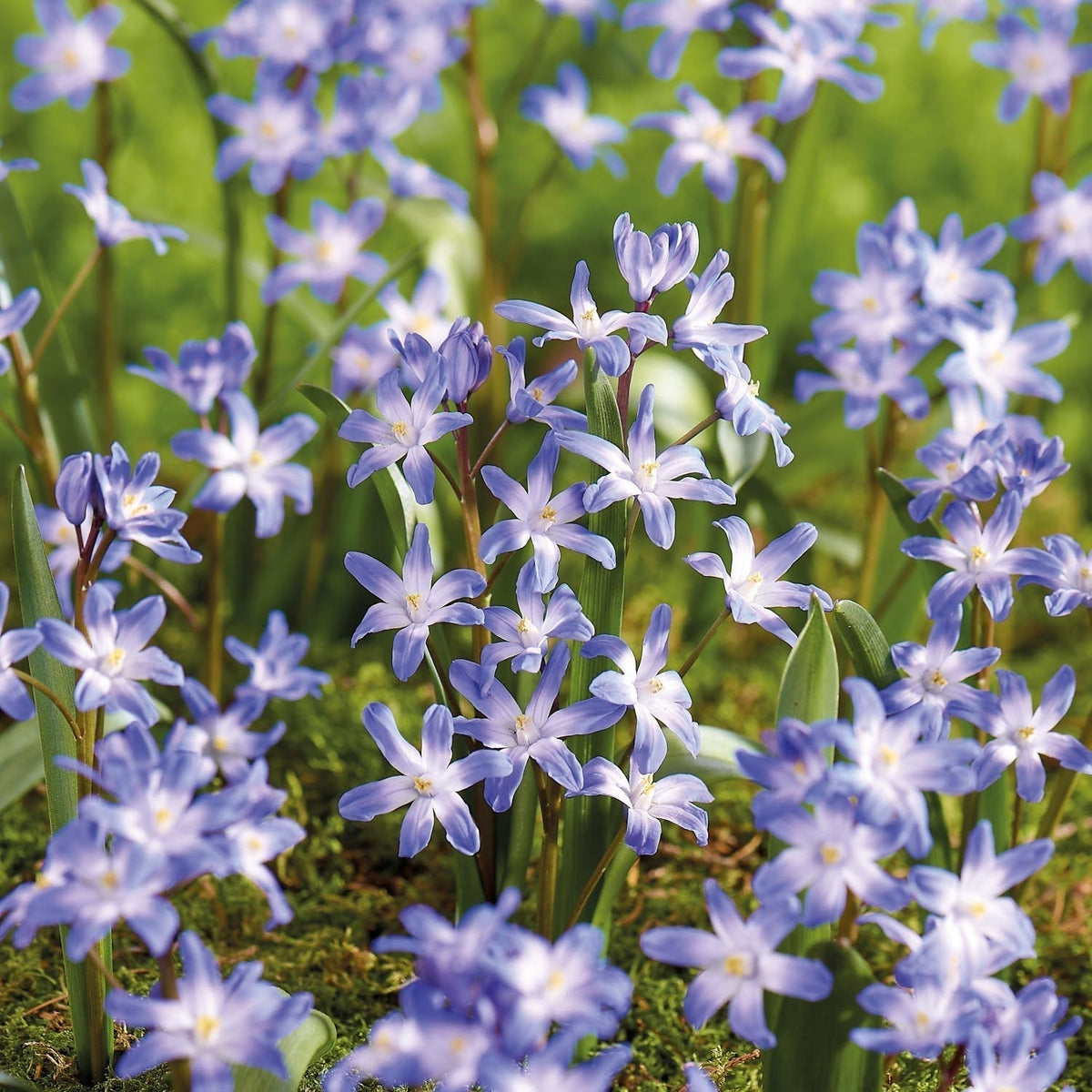 Løglasagne 'Royal Heather'