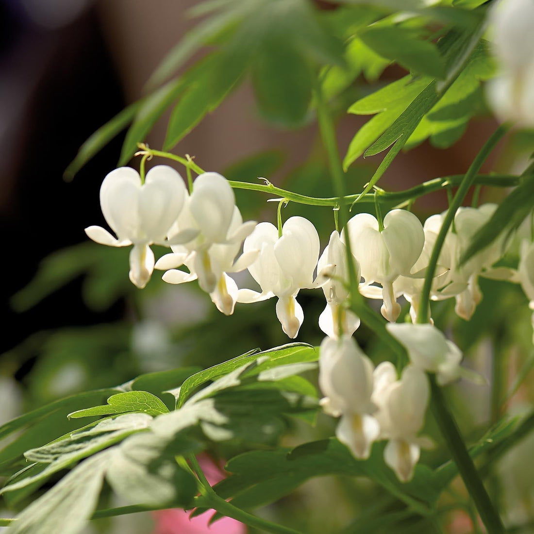 Löjtnantshjärta, Dicentra 'Alba'