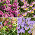Löklasagne 'Ballerina Garden'