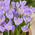 Löklasagne 'Ballerina Garden'