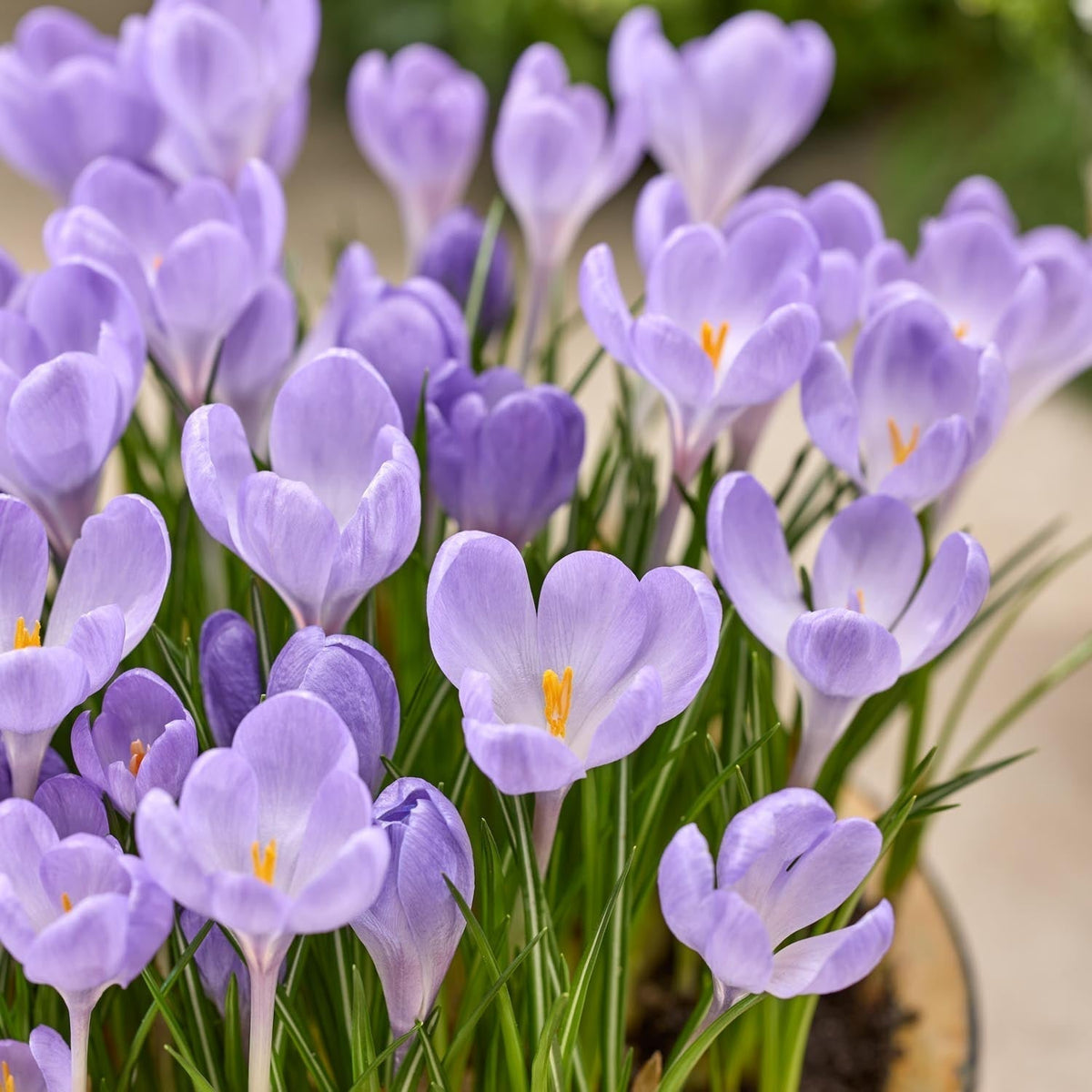 Löklasagne 'Ballerina Garden'