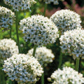 Löklasagne 'Black & White Elegance'