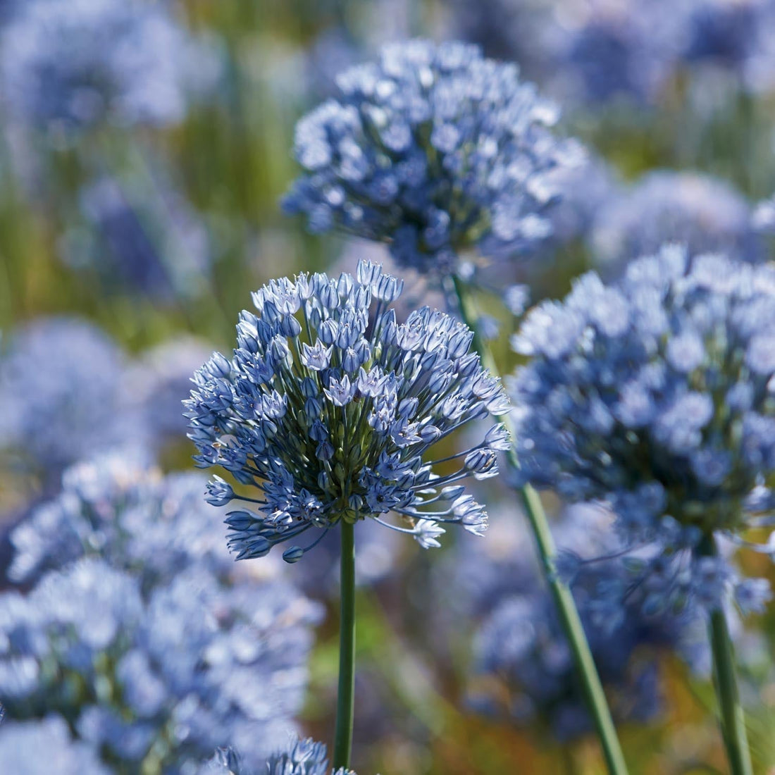 Löklasagne 'Bluebell Wood'