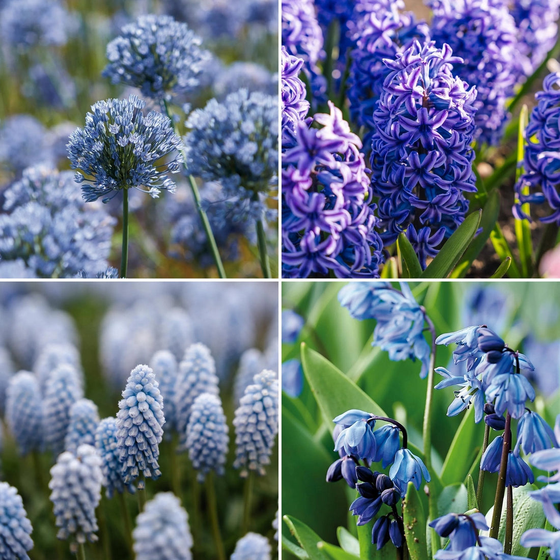Löklasagne 'Bluebell Wood'