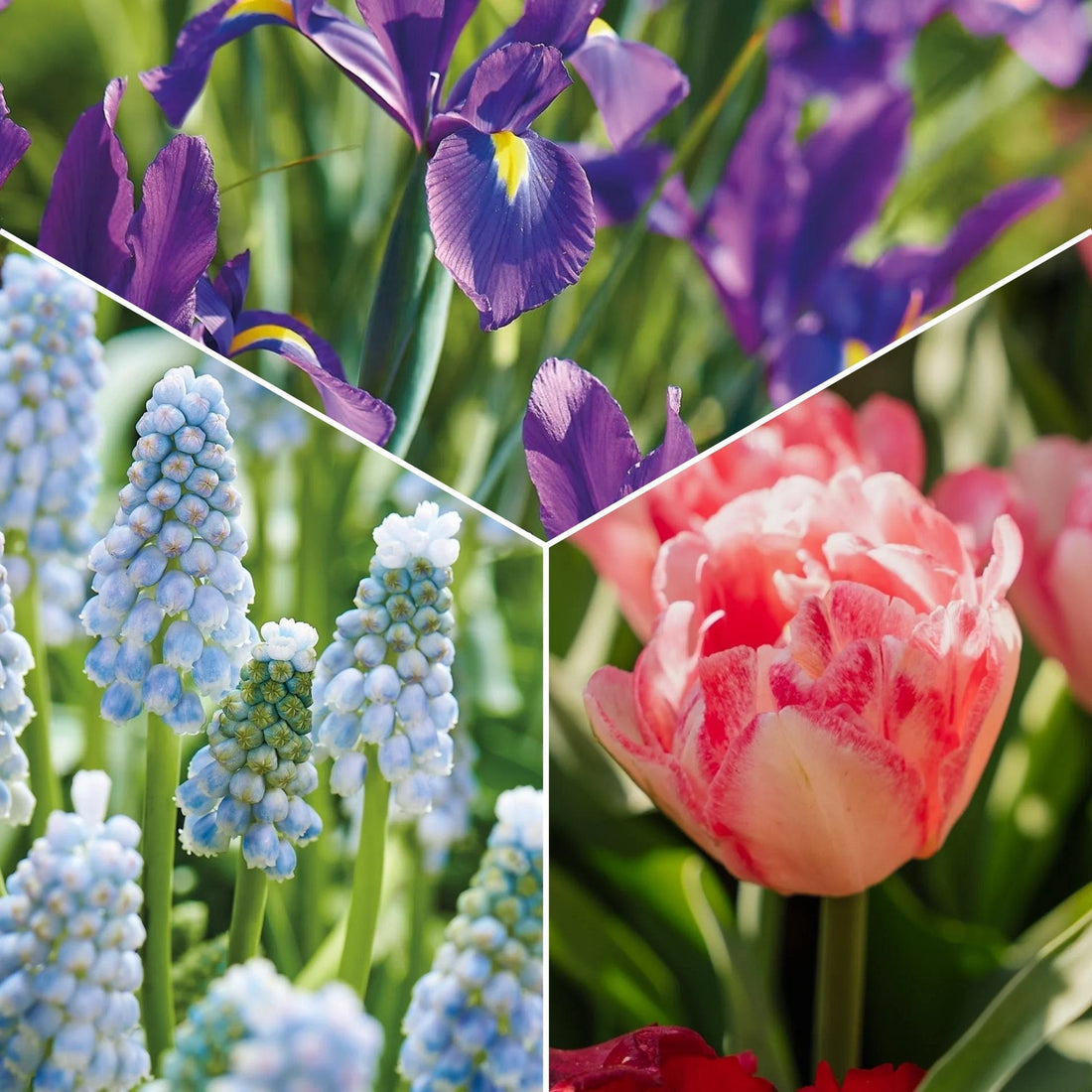 Löklasagne 'Blush & Breeze'