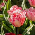 Löklasagne 'Blush & Breeze'