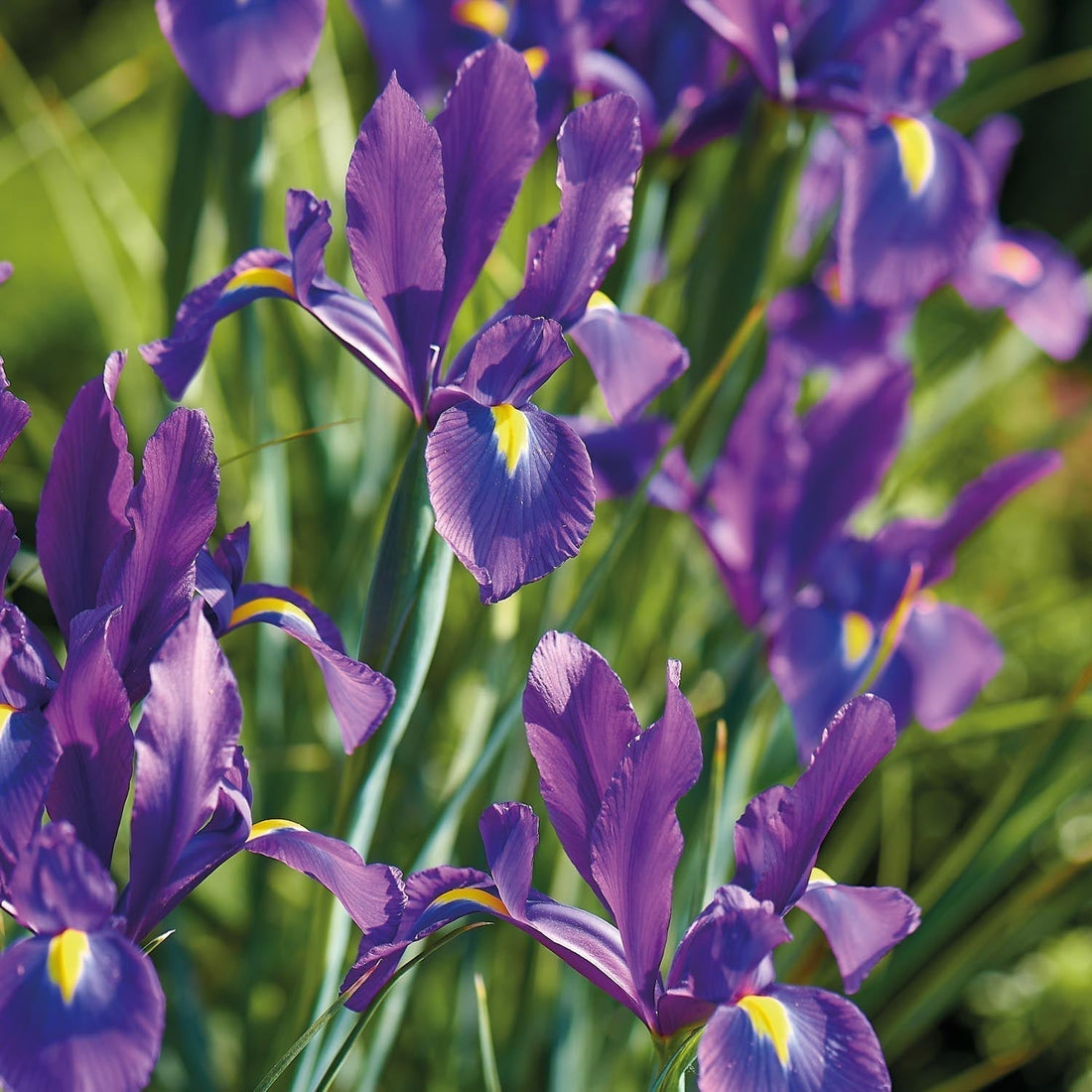 Löklasagne 'Blush & Breeze'
