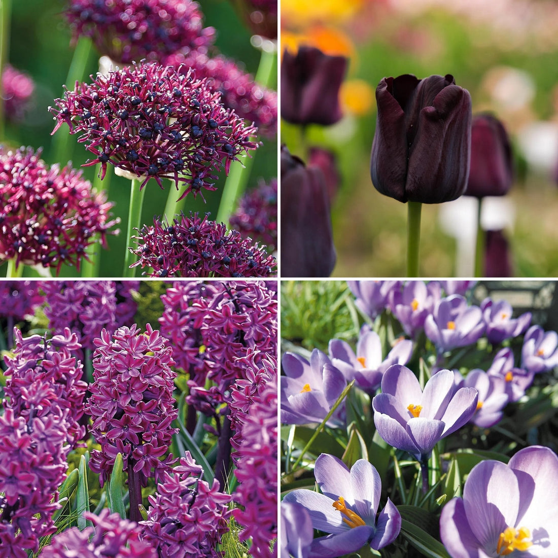 Löklasagne 'Burgundy'