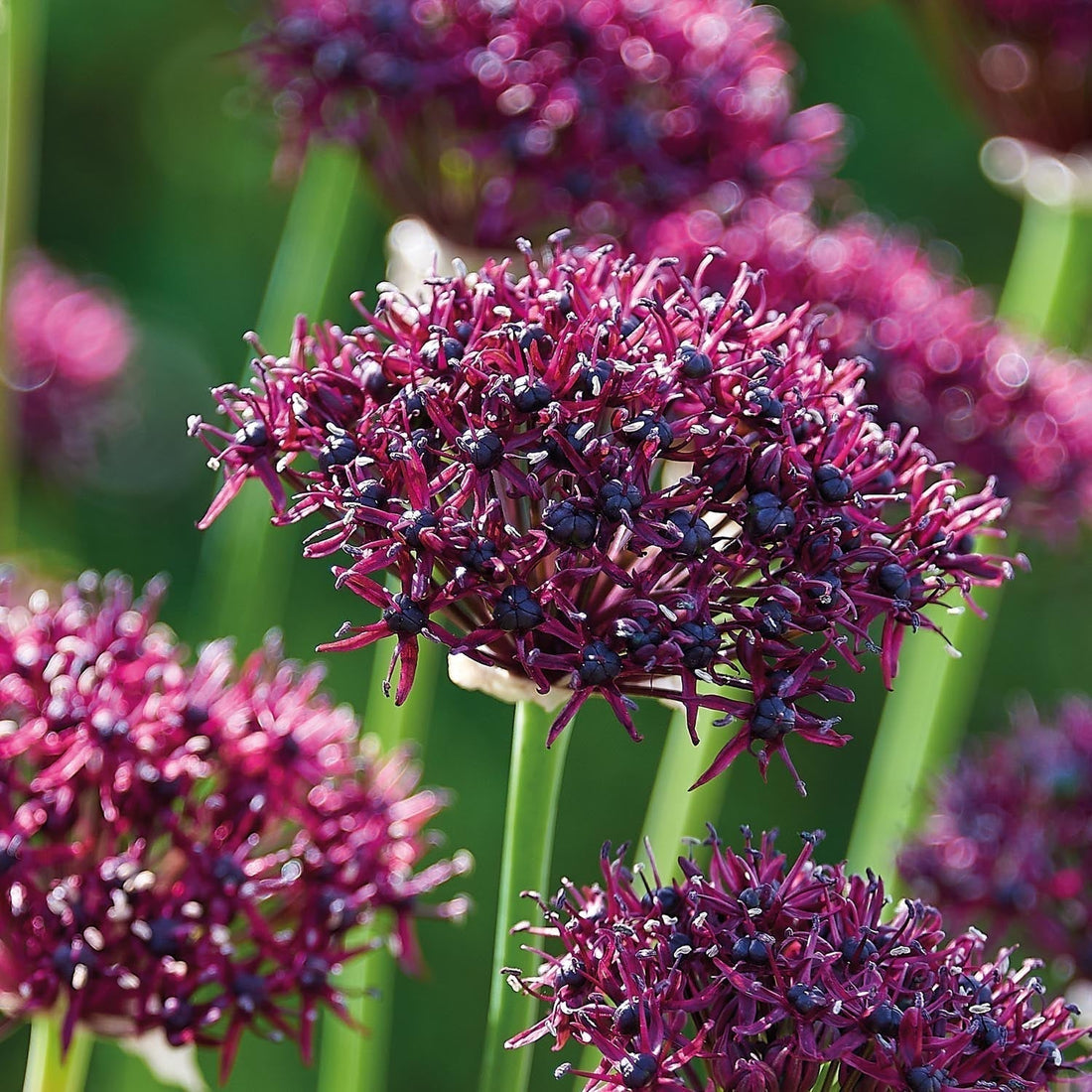 Löklasagne 'Burgundy'