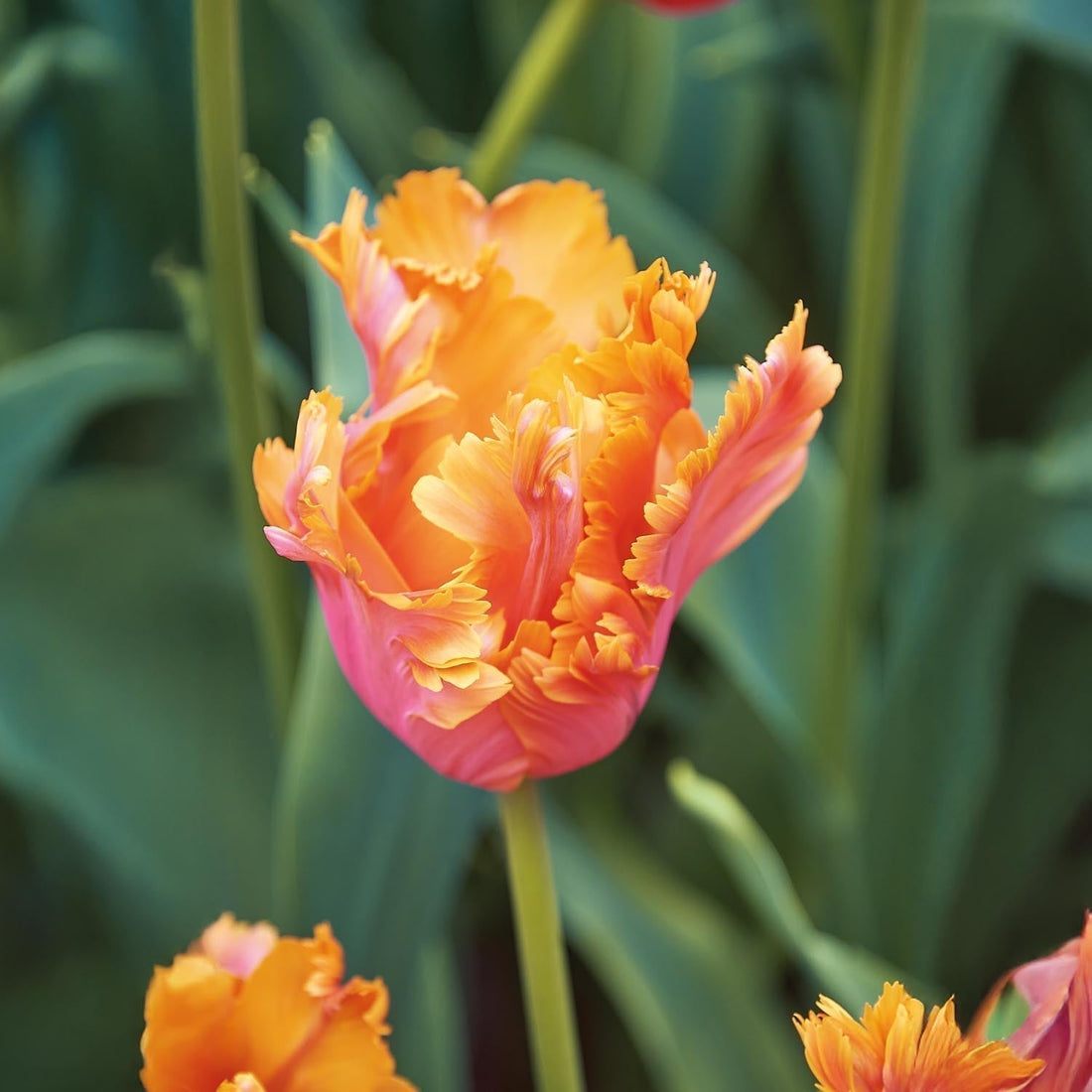 Löklasagne 'Copper Cream'
