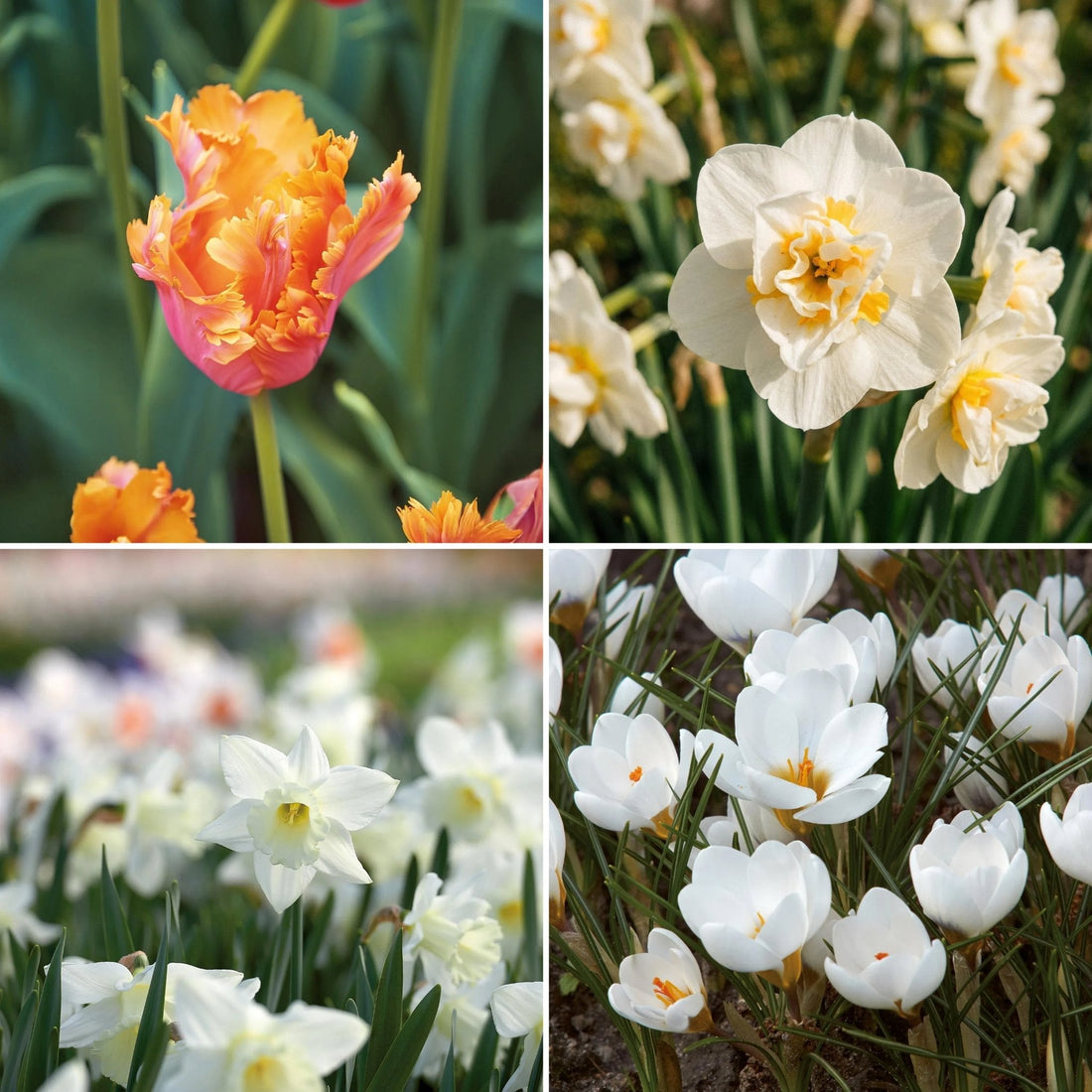 Löklasagne 'Copper Cream'
