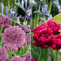 Löklasagne 'Cotton Candy Mix'