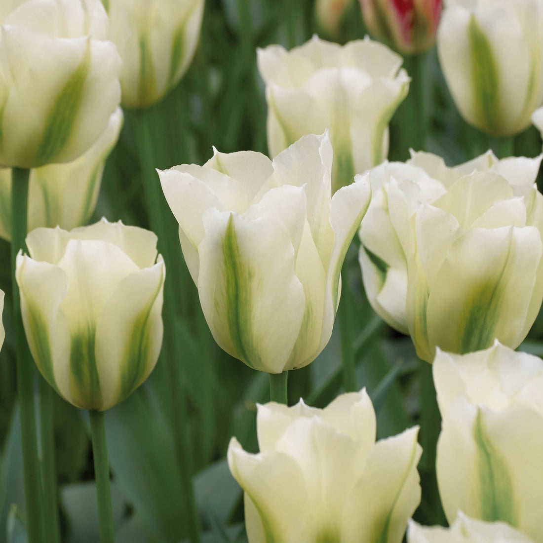 Löklasagne 'Forest Green'