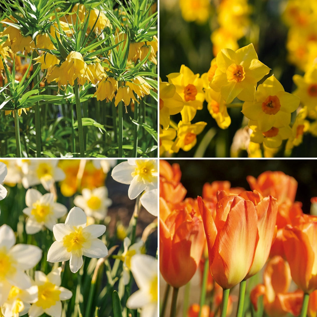Löklasagne ‘Golden Spring’