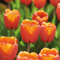 Löklasagne ‘Golden Spring’
