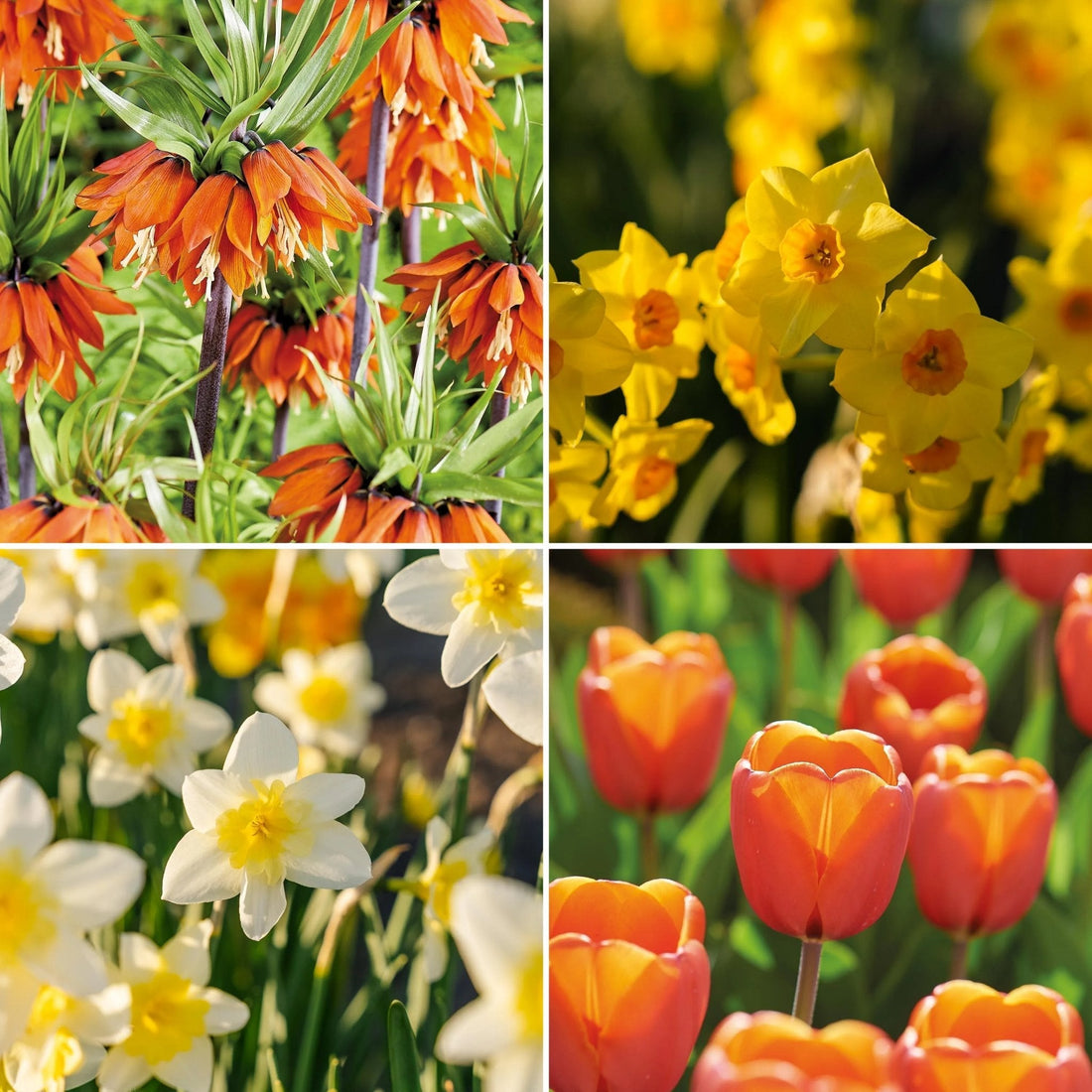 Löklasagne ‘Golden Spring’