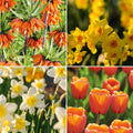 Löklasagne ‘Golden Spring’