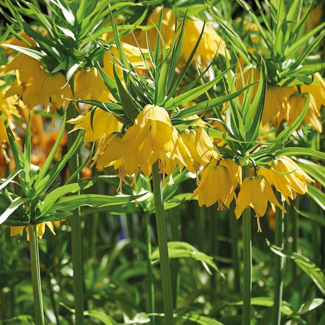 Löklasagne ‘Golden Spring’