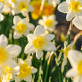 Löklasagne ‘Golden Spring’