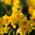 Löklasagne ‘Golden Spring’