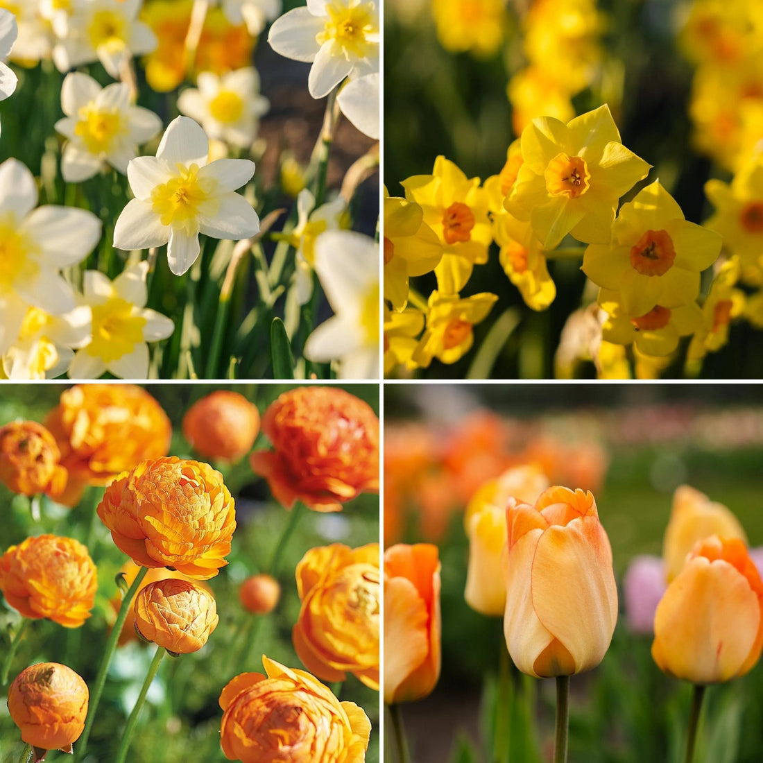 Löklasagne ‘Golden Spring’