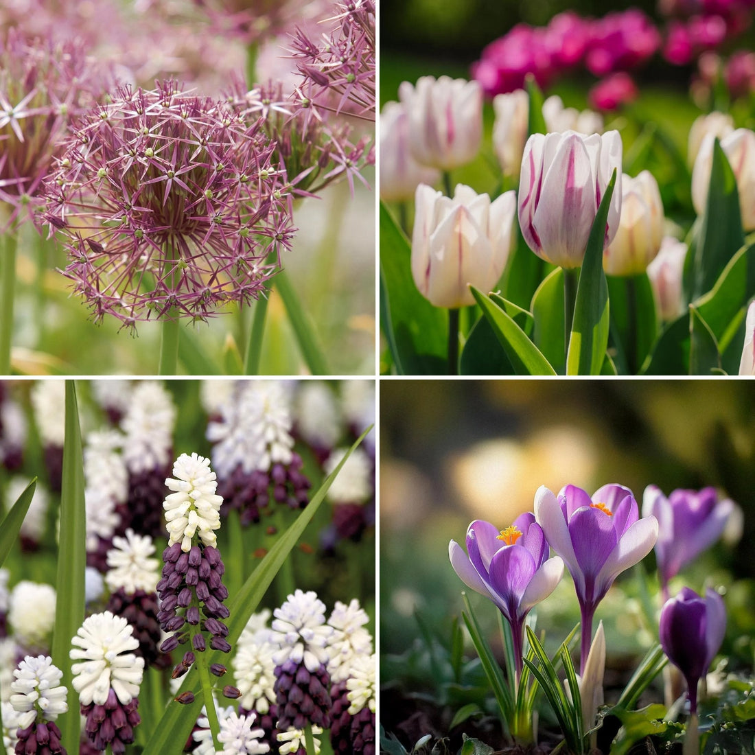 Löklasagne 'Lavender Mist'