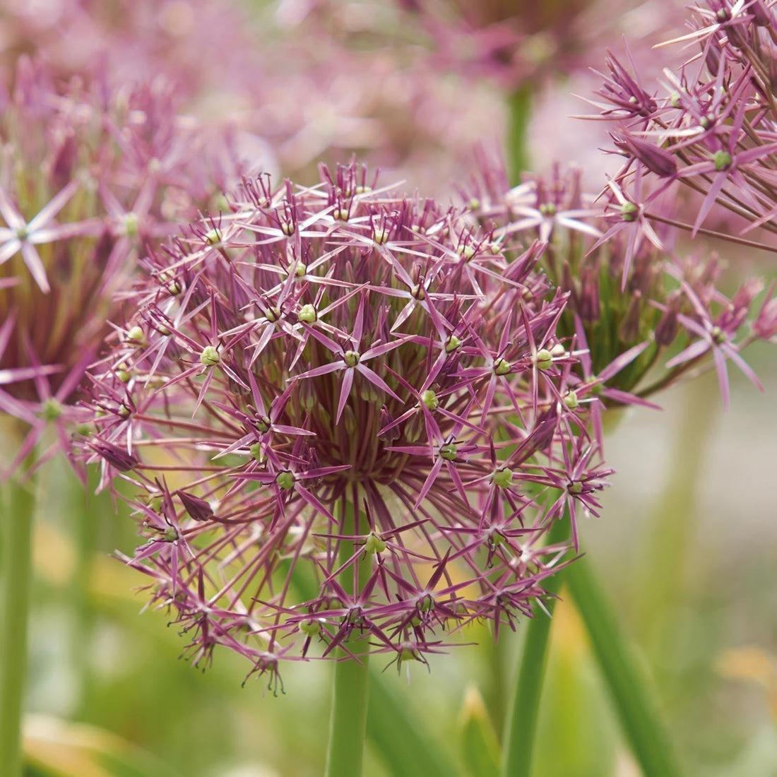 Löklasagne 'Lavender Mist'