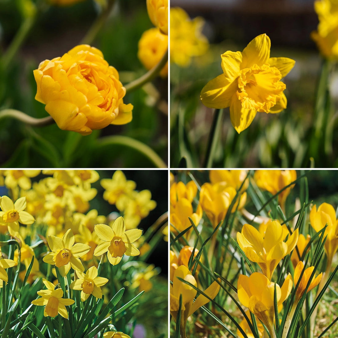Löklasagne 'Lemon Breeze'