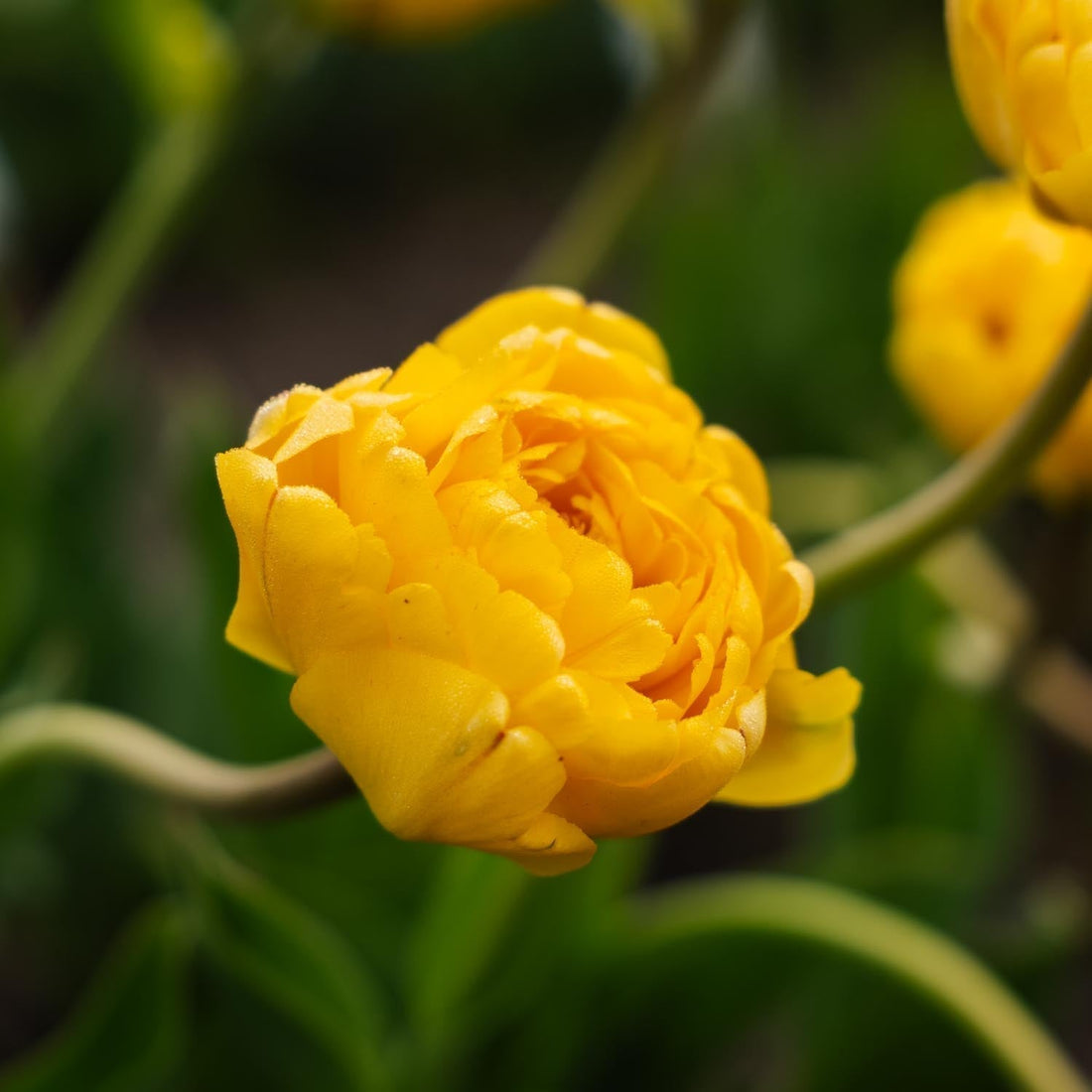 Löklasagne 'Lemon Breeze'