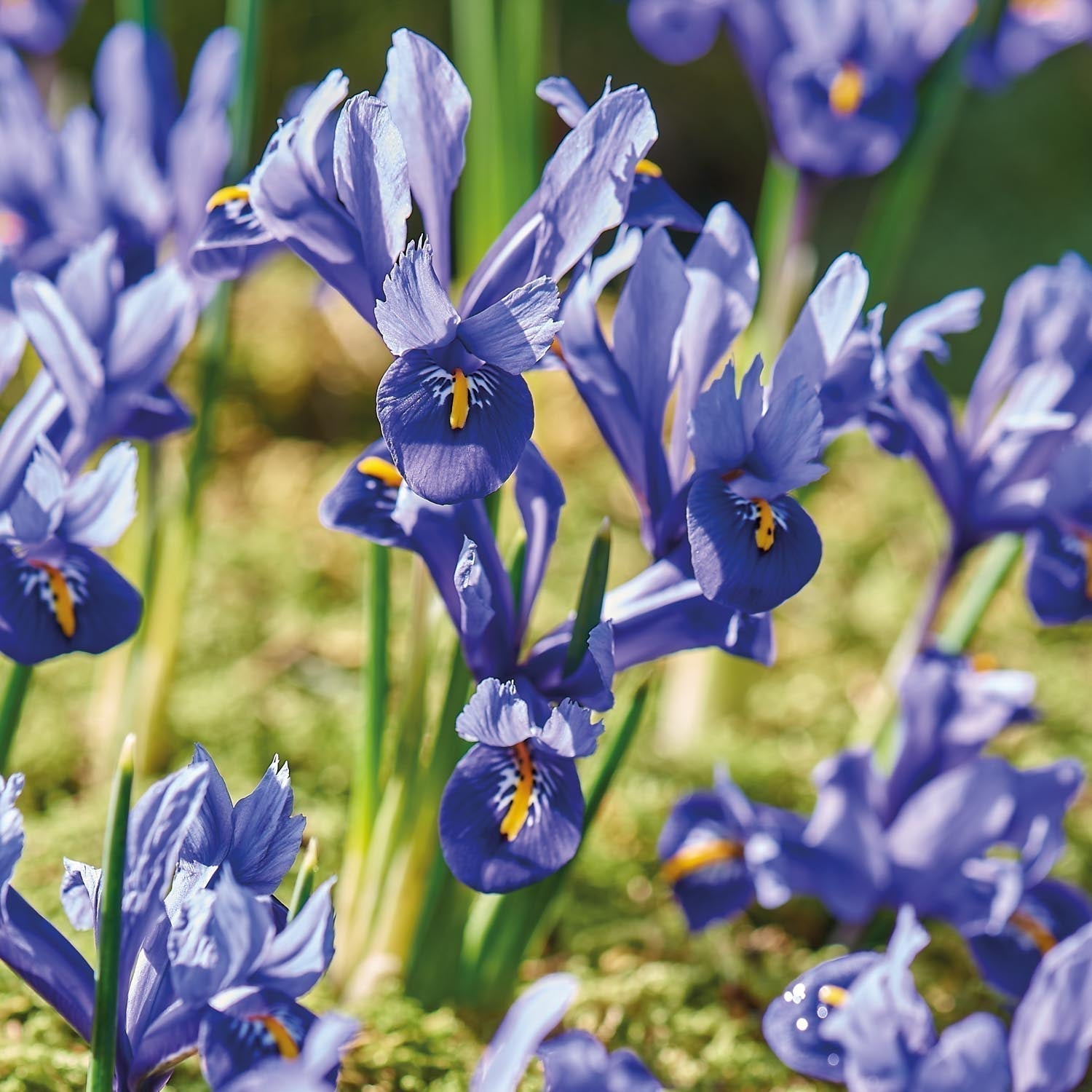 Löklasagne ‘Midnight Blue’