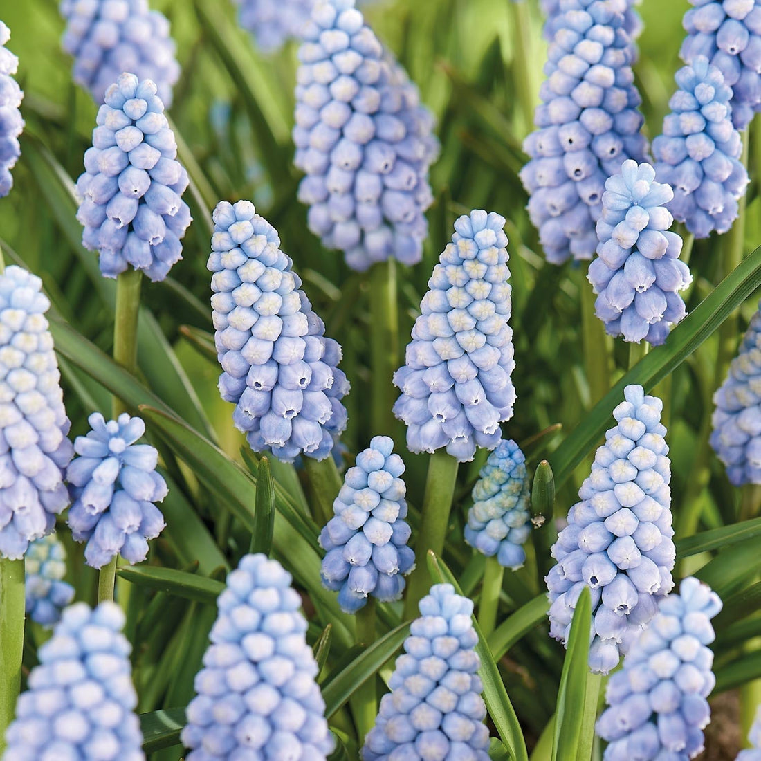 Löklasagne ‘Midnight Blue’