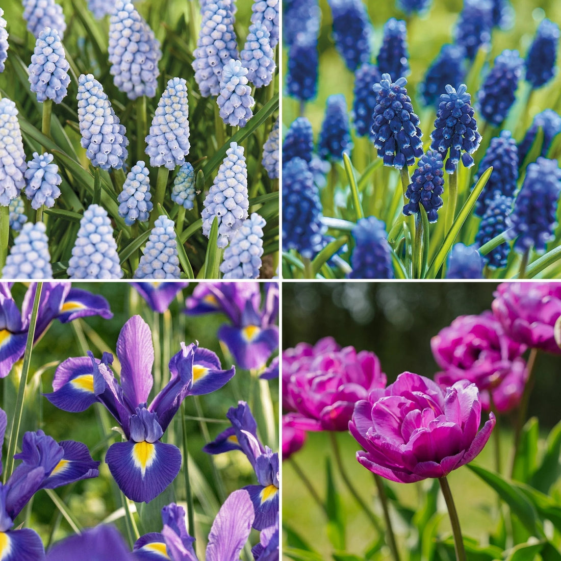 Löklasagne ‘Midnight Blue’