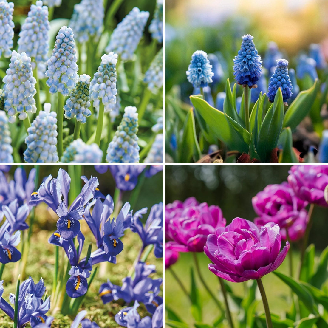 Löklasagne ‘Midnight Blue’