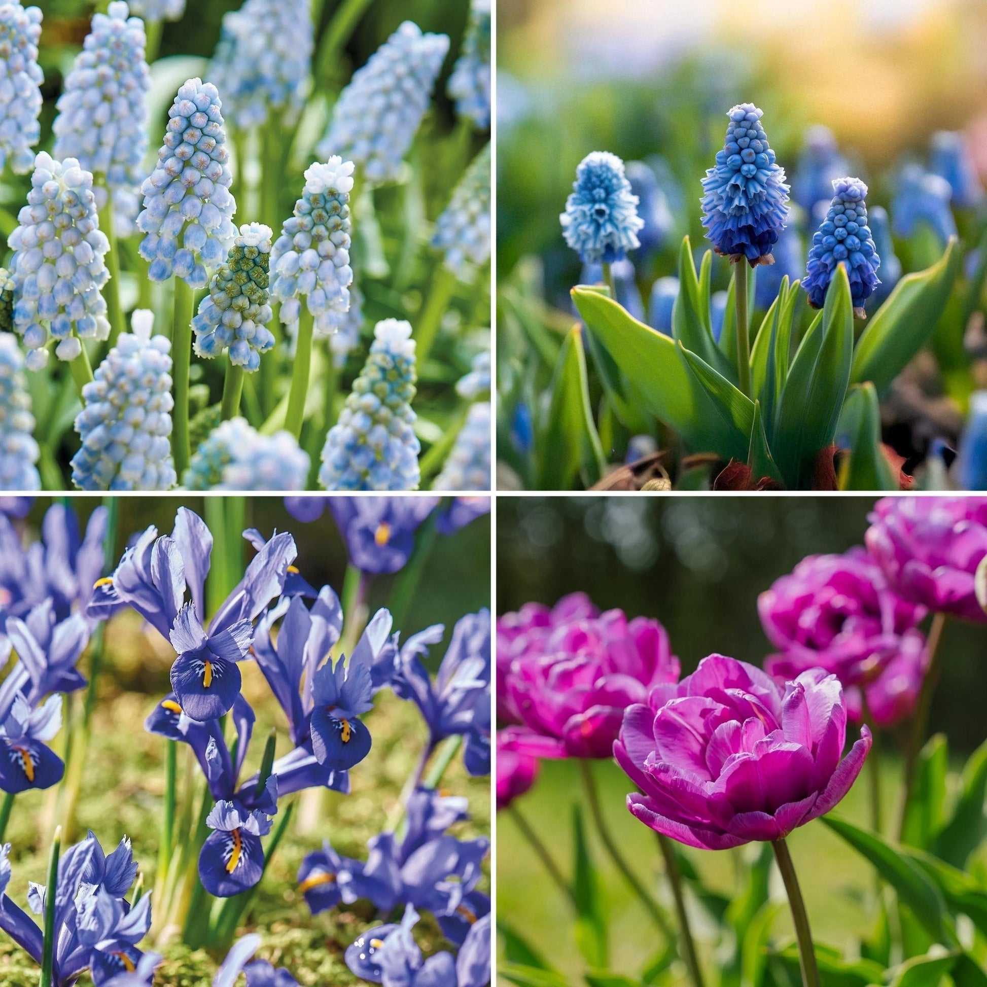 Löklasagne ‘Midnight Blue’