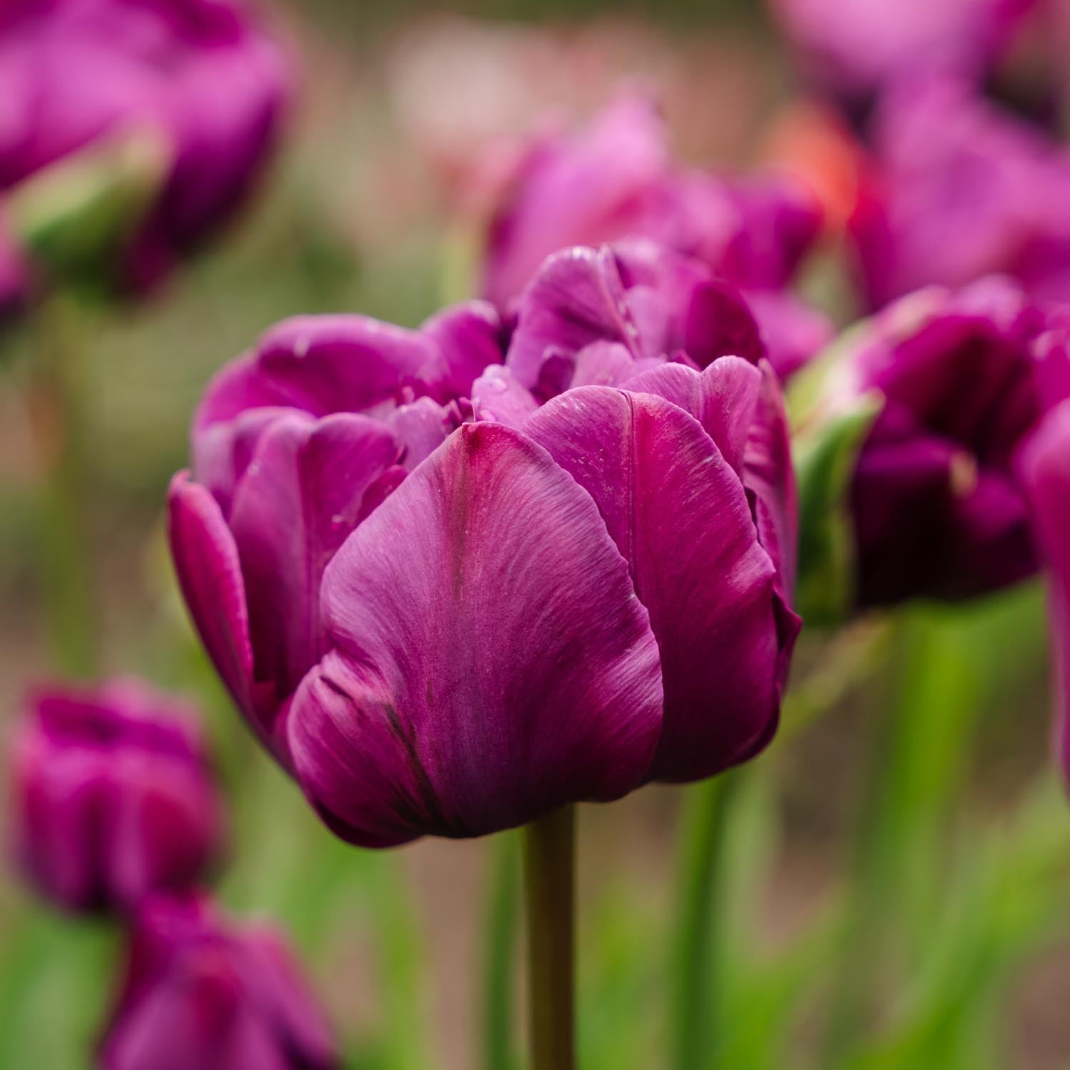 Löklasagne ‘Purple Dreams’