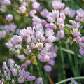 Löklasagne ‘Purple Dreams’