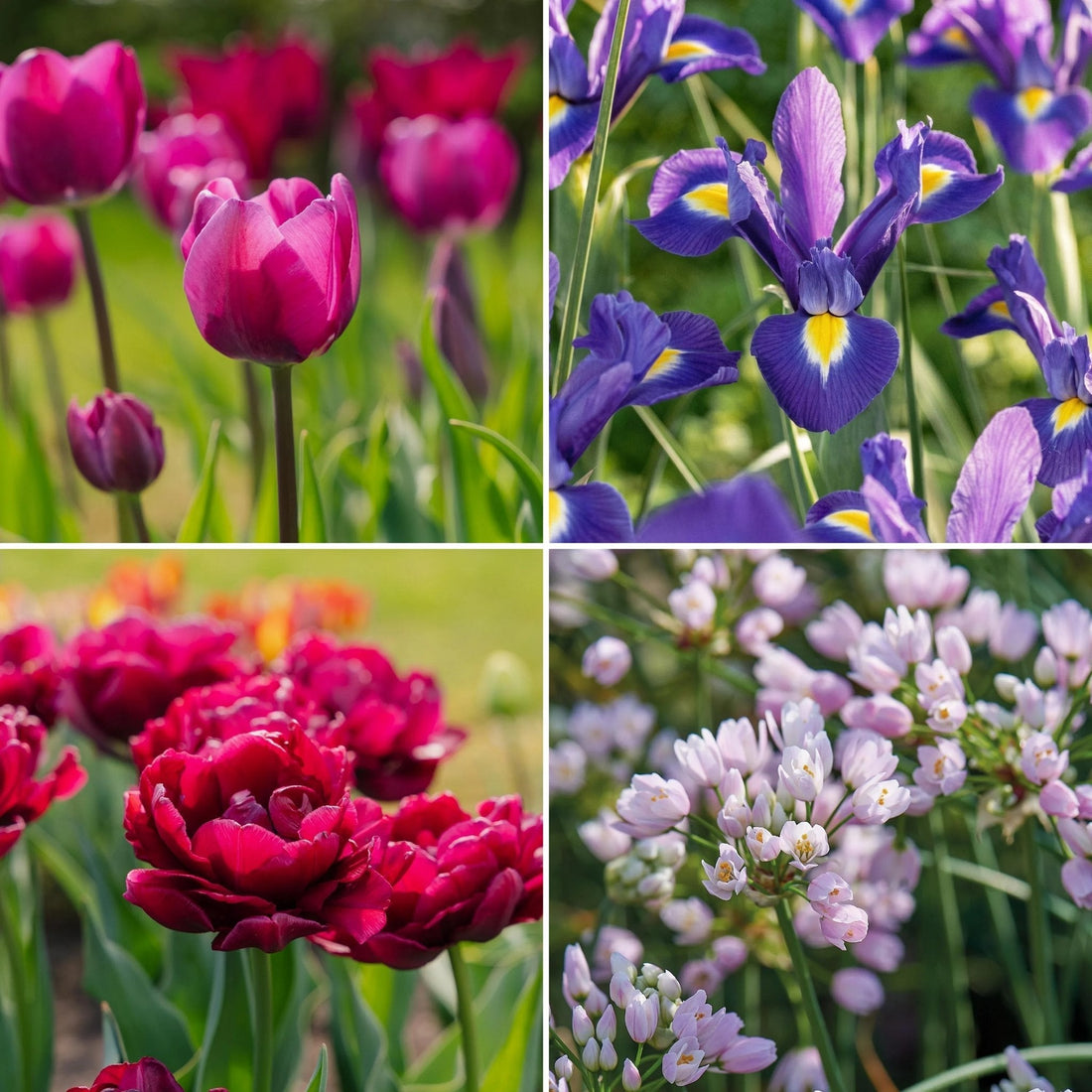 Löklasagne ‘Purple Dreams’