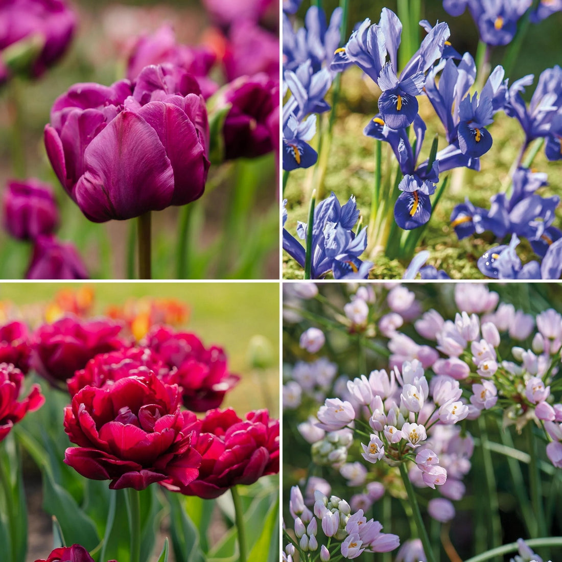 Löklasagne ‘Purple Dreams’