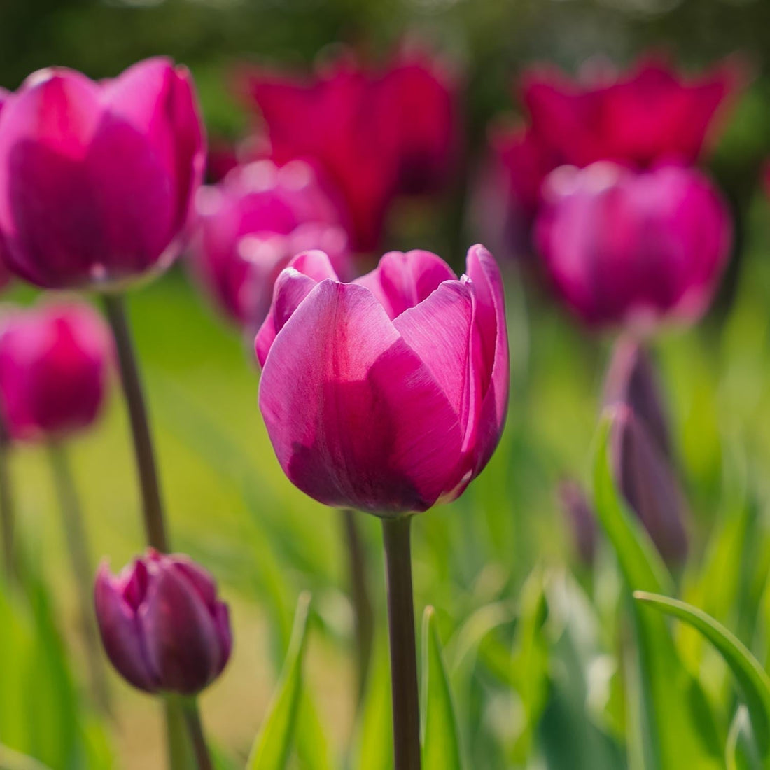 Löklasagne ‘Purple Dreams’