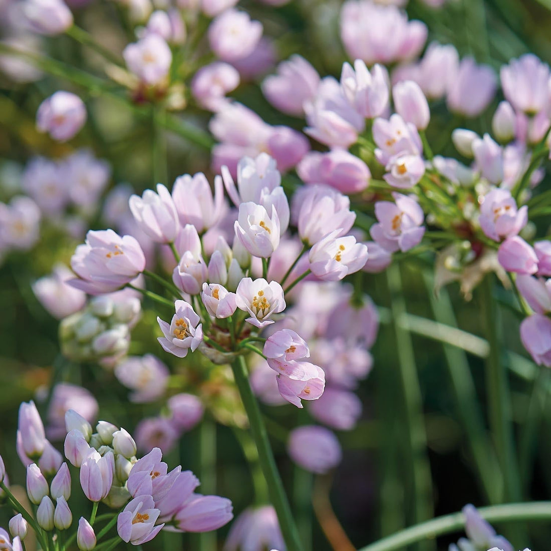 Löklasagne ‘Spring Sorbet’