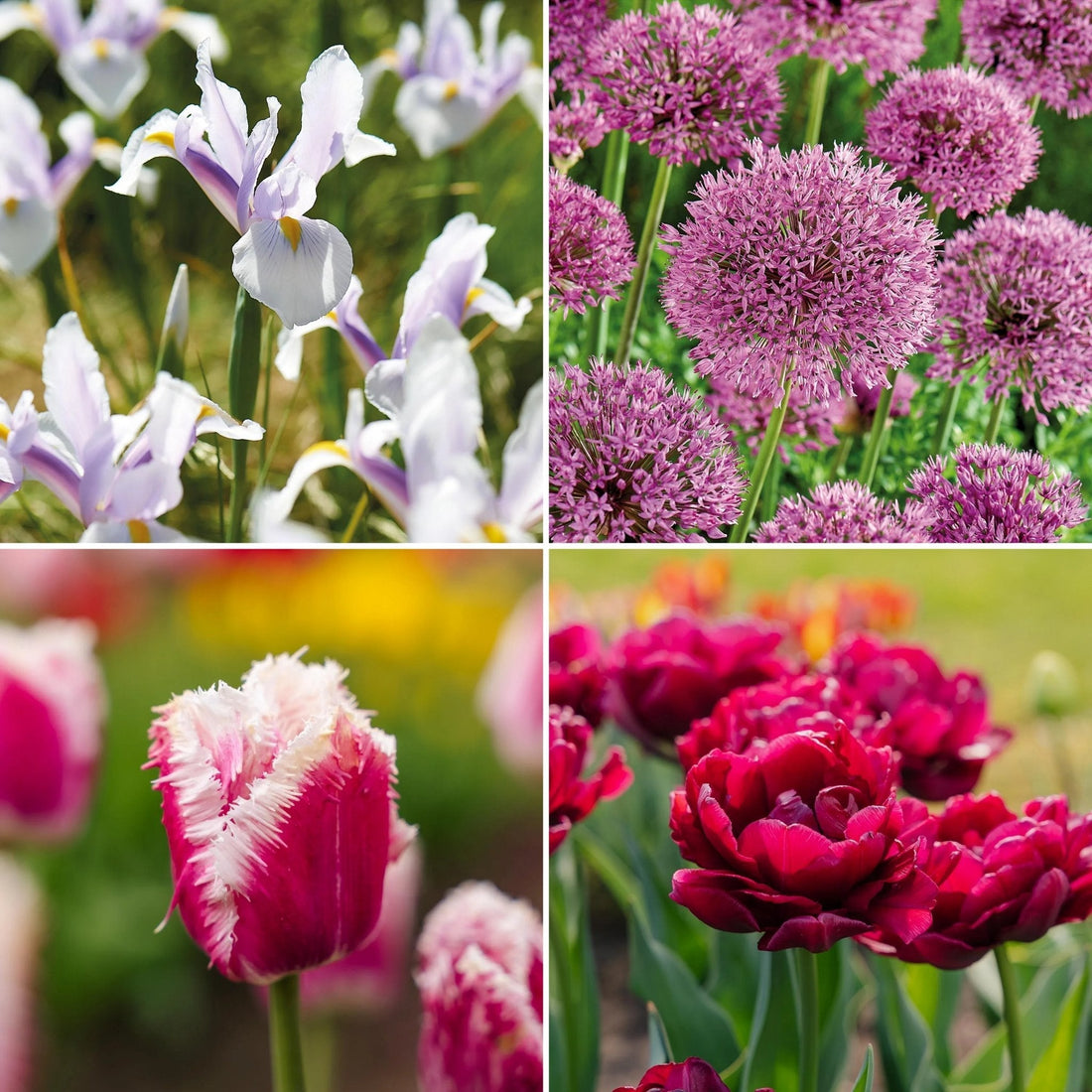 Löklasagne ‘Spring Sorbet’