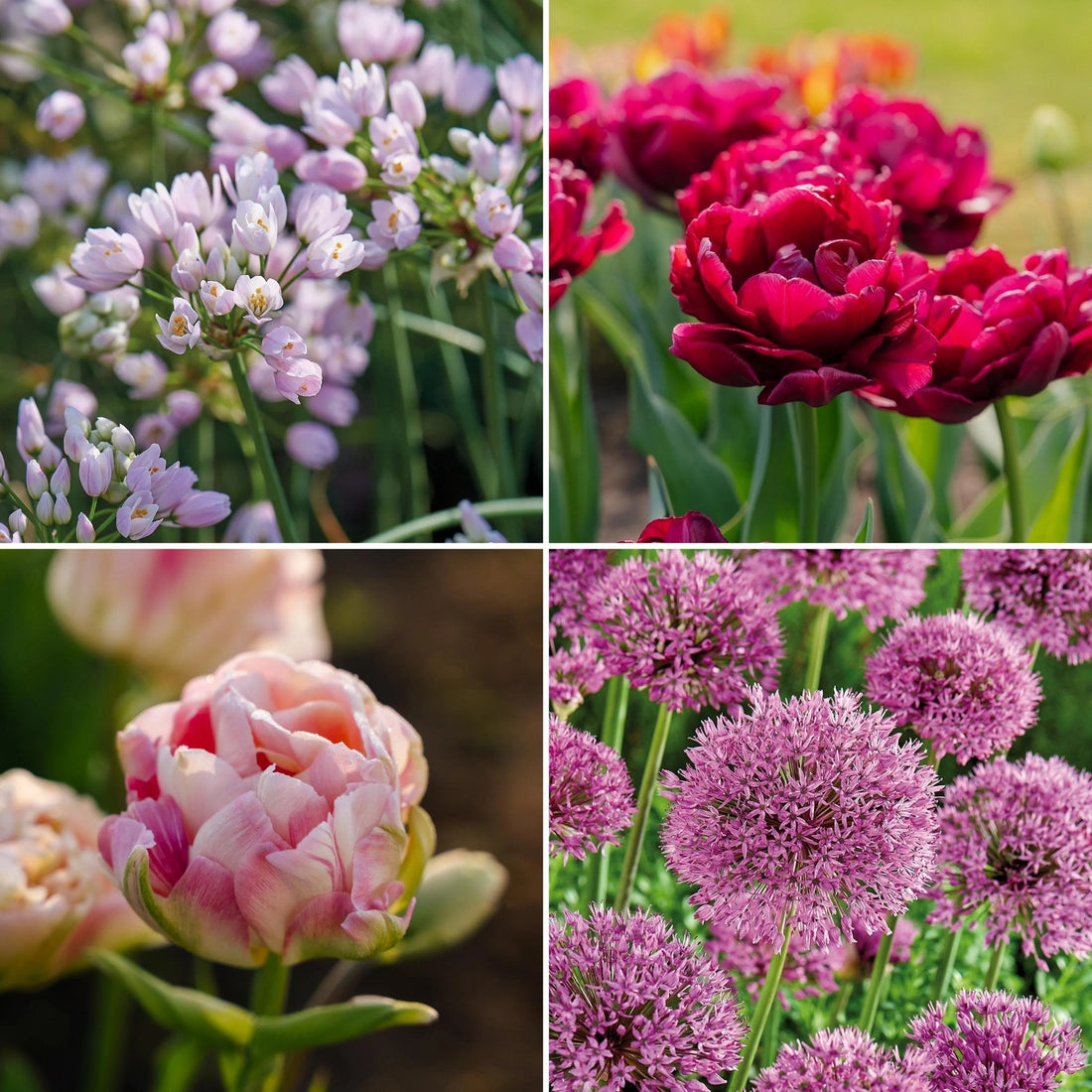 Löklasagne ‘Spring Sorbet’