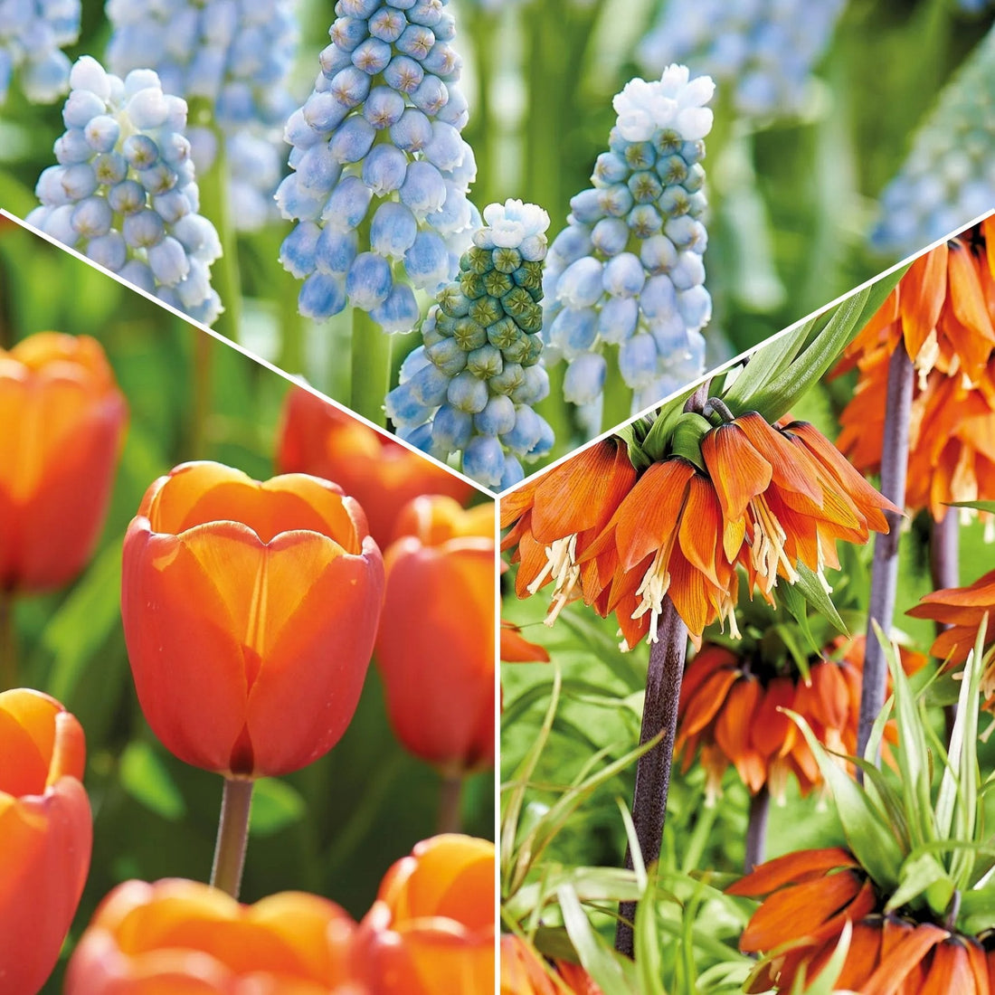 Löklasagne 'Teal and orange'