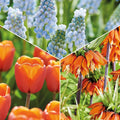 Löklasagne 'Teal and orange'