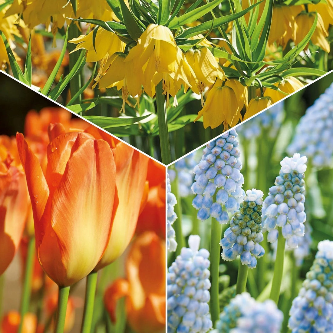 Löklasagne 'Teal and orange'