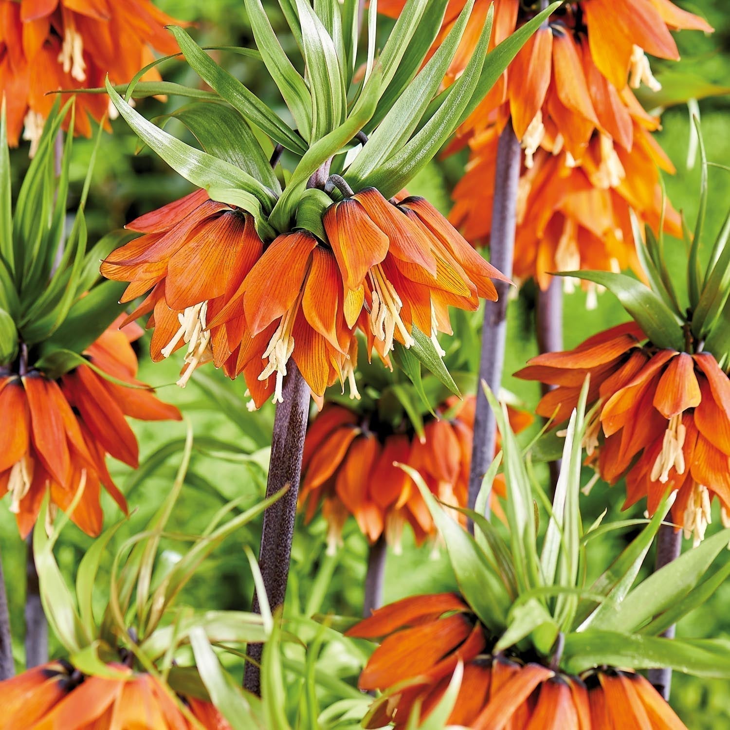Löklasagne 'Teal and orange'