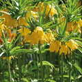Löklasagne 'Teal and orange'