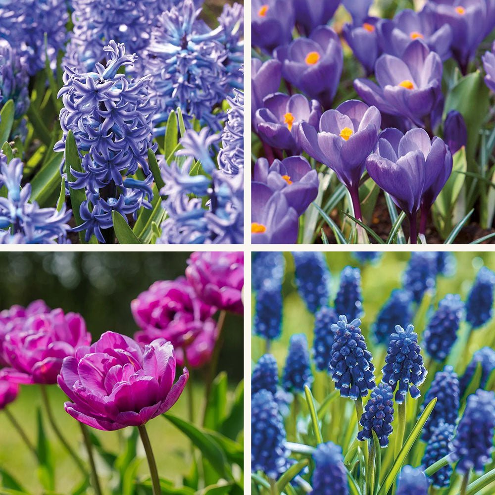 Løglasagne 'Midnight Blue'
