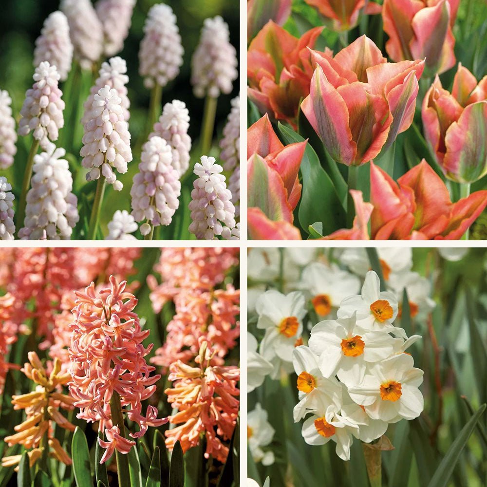 Løglasagne 'Spring Sorbet'